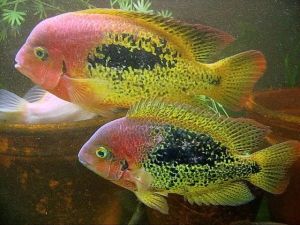 Vieja Bifasciatus Rio Chacamax Aquarium Fish