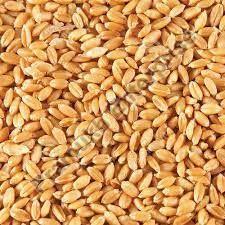 Wheat Seeds