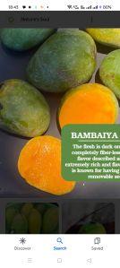 Bambaiya mango