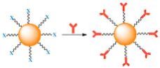 Spherical Gold Nanoparticles