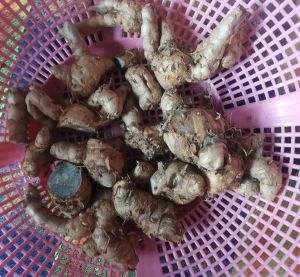 Organic Black Turmeric