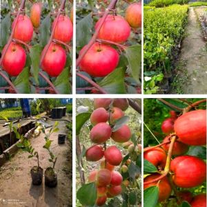 Kashmiri Red Apple Ber Plant