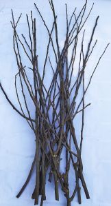 Apple Trees Branches Twigs