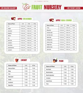 caf high density plants