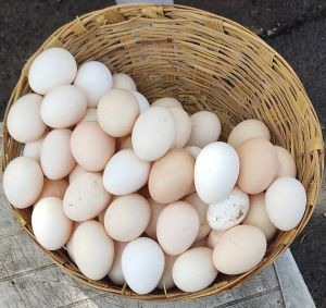 desi eggs