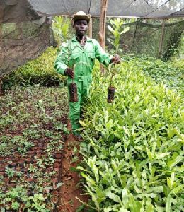 Grafted imported Macadamia plants