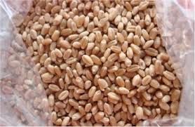 WHEAT MILLING GRADE