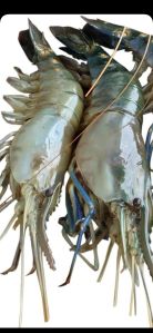 big size tiger prawns