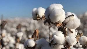 Raw Cotton