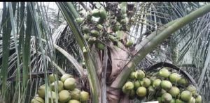 dt hybrid coconut plant