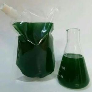 spirulina mother culture