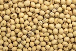 Soybean Seed