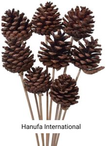 Pine Cones