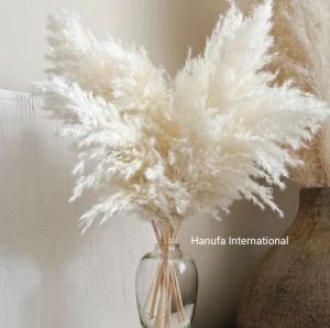 White pampas grass