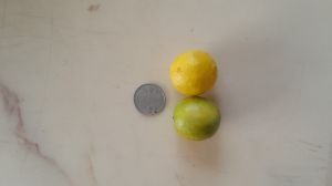 fresh lemon small