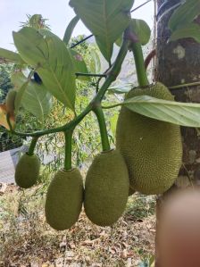 Bread Fruit