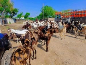 sirohi ajmeri goat