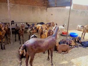 Sirohi ajmeri Goats