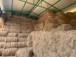 Paddy Straw Bundles