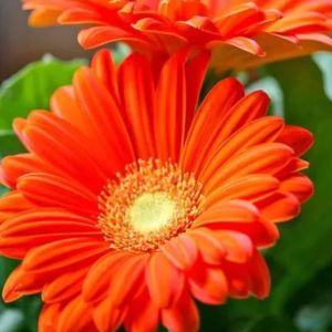 Gerbera Flower