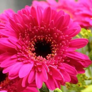 Pink Gerbera Flower