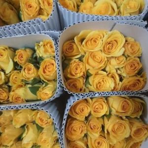 Yellow Rose