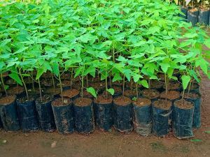 Neem Plant