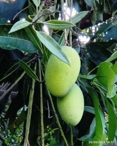 Mangoes