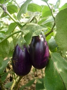 Brinjal