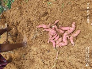 Sweet potato