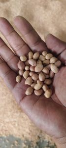 Groundnut Seeds