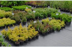 Nursery Plants