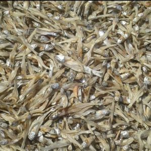 Nethili dry fish