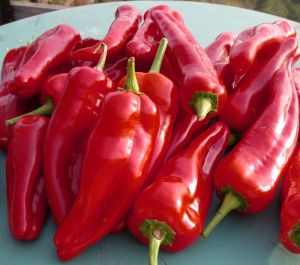 red chilli