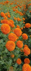 Marigold Flower