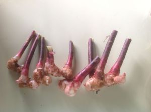 Insulin plant Rhizomes(Costus pictus)