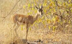 Bandhavgarh National Park