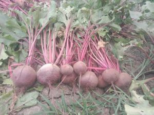 Beetroot