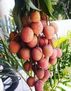 Fresh Litchi