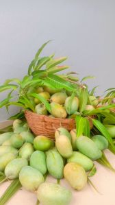 Kesar Mangoes