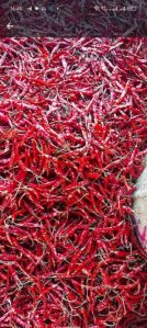 Teja Red Chilli