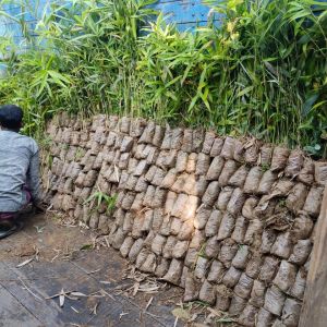 Tulda Bamboo plants