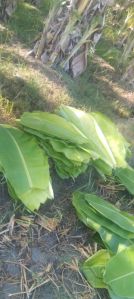 Fresh Banana Leaf