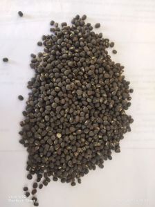 Indian Black Gram