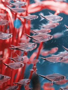 Ornamental Fish