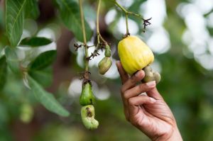 Raw Cashews