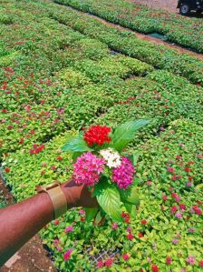 Pentas Plant