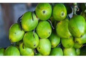 Green Betel Nut