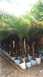 Pygmy Date Palm