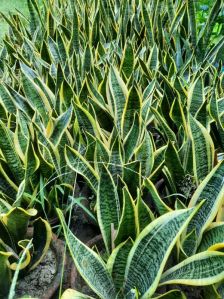 Snake Plant